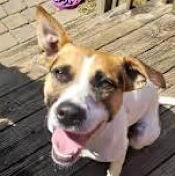 Rescue Feist Dogs for Adoption in Cedar Mountain, North Carolina - Marla (Courtesy Post) | PetCurious