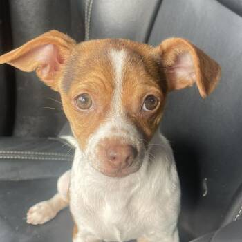 Chihuahua Dogs Available for Adoption in Cupertino, California - GIGI 5 Months Tiny 6 Pounder | PetCurious