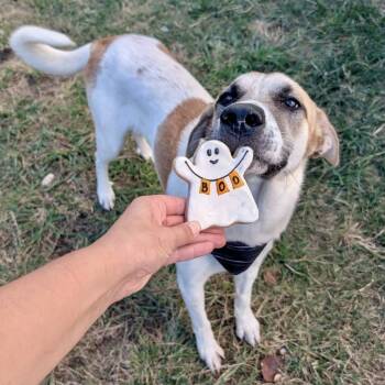 Rescue Anatolian Shepherd Dogs for Adoption in Pittsburgh, Pennsylvania - Moses | PetCurious