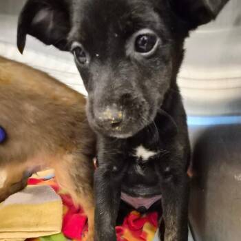 Milky Way -  Mixed Breed Dog for Adoption in Bentonville, Arkansas - Milky Way | PetCurious
