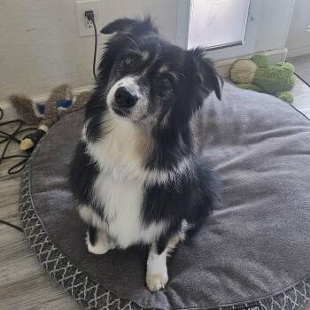 Mia -  Australian Shepherd Dog for Adoption in Buckeye, Arizona - Mia | PetCurious