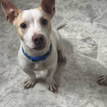 Tango -  Chihuahua Dog for Adoption in Cando, North Dakota - Tango | PetCurious