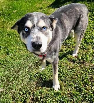Waylon -  Australian Shepherd and Mixed Breed Dog for Adoption in Hoopeston, Illinois - Waylon | PetCurious