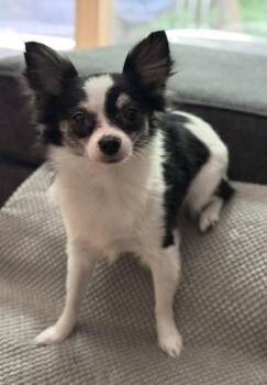 Chihuahua and Pomeranian Dogs Available for Adoption in Grafton, Wisconsin - Sarah | PetCurious