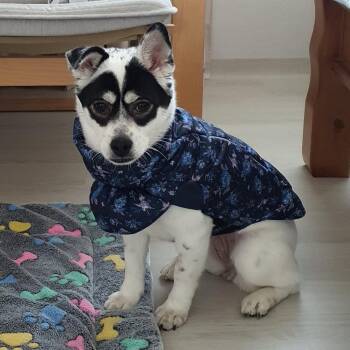 PANDA -  Mixed Breed Dog for Adoption in Johns Creek, Georgia - PANDA | PetCurious