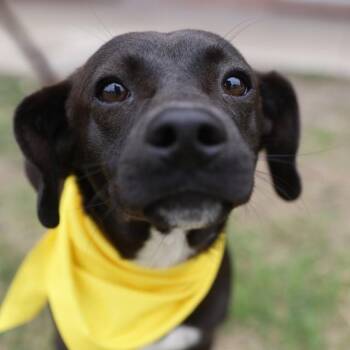 Terrier Dogs Available for Adoption in San Antonio, Texas - BANE | PetCurious