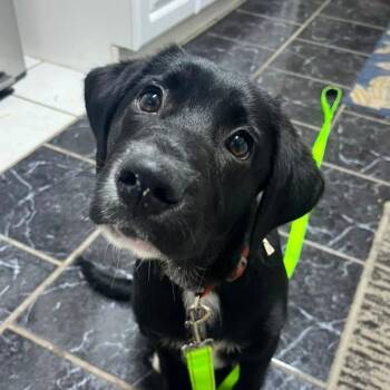 Wilbur -  Black Labrador Retriever and Mixed Breed Dog for Adoption in Merritt Island, Florida - Wilbur | PetCurious