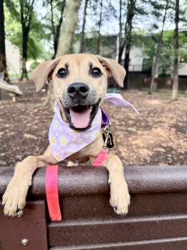 Tink -  Feist Dog for Adoption in Fairfax, Virginia - Tink | PetCurious