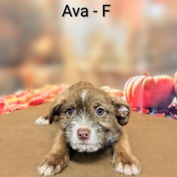 Ava -  Mixed Breed Dog for Adoption in Griswold, Connecticut - Ava | PetCurious