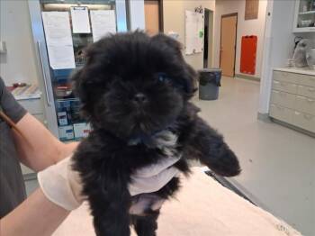 SCOOTER -  Shih Tzu and Mixed Breed Dog for Adoption in Santa Fe, New Mexico - SCOOTER | PetCurious