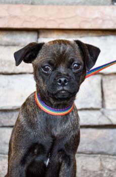 Jiffy -  Pug and Mixed Breed Dog for Adoption in Yakima, Washington - Jiffy | PetCurious