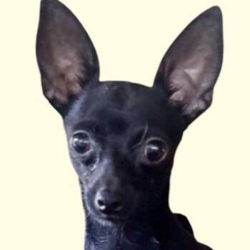 METZLI (IN NY) -  Chihuahua Dog for Adoption in New York, New York - METZLI (IN NY) | PetCurious