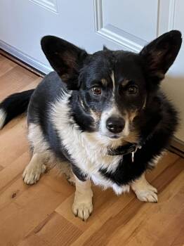 Corgi and Australian Shepherd Dogs Available for Adoption - Aspen | PetCurious
