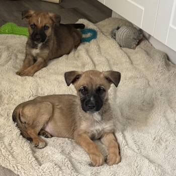 German Shepherd Dog Dogs Available for Adoption - Storm | PetCurious