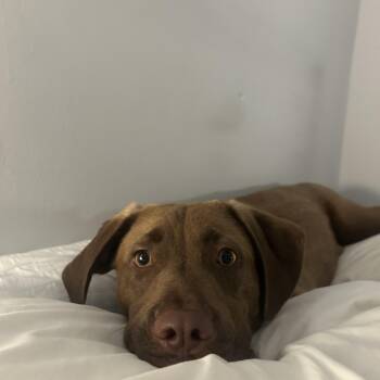 Rescue Mixed Breed Dogs for Adoption in New York, New York - Relish | PetCurious