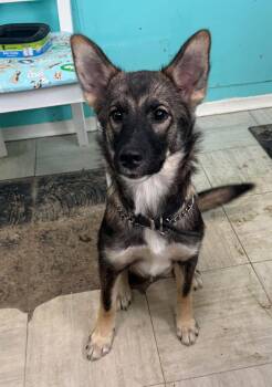 Rescue German Shepherd Dog Dogs for Adoption in Kirkland Lake, Ontario - Fern | PetCurious