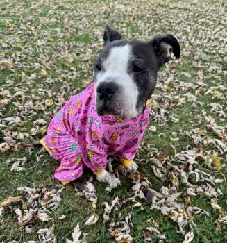 Rescue Pit Bull Terrier Dogs for Adoption in Parkton, Maryland - Cocoa Bean | PetCurious