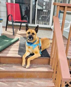 Maxx -  German Shepherd Dog Dog for Adoption in Minneapolis, Minnesota - Maxx | PetCurious
