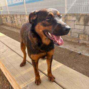 Mixed Breed Dogs Available for Adoption - Buttercup | PetCurious