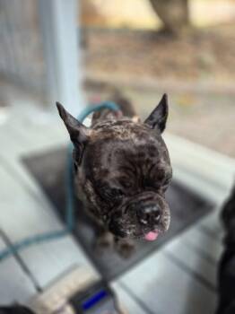 French Bulldog Dogs Available for Adoption - Pen 217 Green Bean | PetCurious