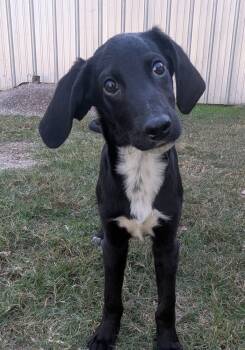Rescue Spaniel Dogs for Adoption in Boston, Massachusetts - Bowie Greystar | PetCurious