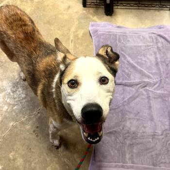 Alley Cat -  Terrier Dog for Adoption in Grass Valley, California - Alley Cat | PetCurious