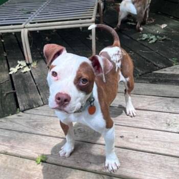 Pit Bull Terrier Dogs Available for Adoption in Fort Worth, Texas - Koda (little Companion) | PetCurious