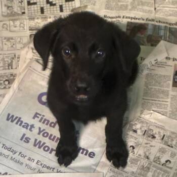 Cera -  Mixed Breed Dog for Adoption in Gadsden, Alabama - Cera | PetCurious