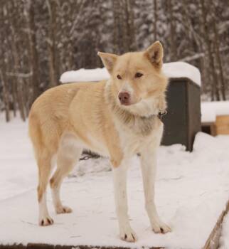 Husky Dogs Available for Adoption - Galena | PetCurious