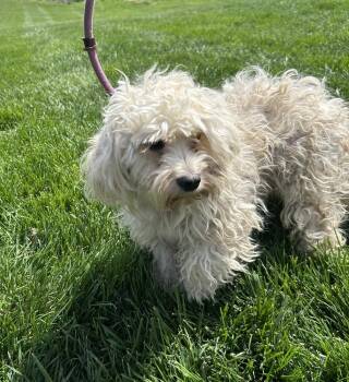 Maltese Dogs Available for Adoption in Brownstown, Indiana - Kiko | PetCurious