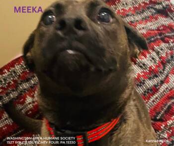 Labrador Retriever Dogs Available for Adoption - Meeka | PetCurious