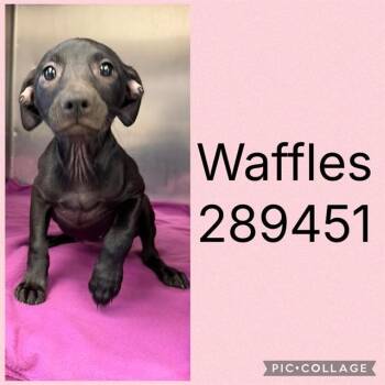 WAFFLES -  Mixed Breed Dog for Adoption in Macon, Georgia - WAFFLES | PetCurious