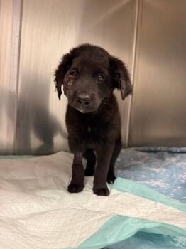 Danny -  Mixed Breed Dog for Adoption in Cincinnati, Ohio - Danny | PetCurious