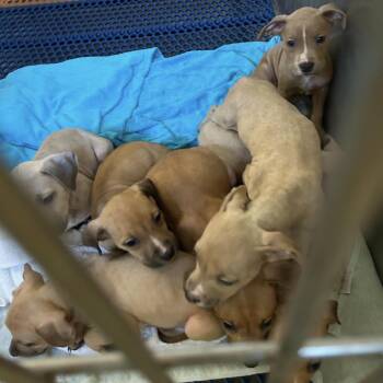 Terrier Dogs Available for Adoption in Clearwater, Florida - Jagger | PetCurious
