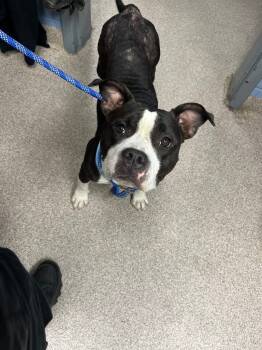 Rescue Bull Terrier Dogs for Adoption in Troy, Ohio - Gertie | PetCurious