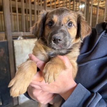 Ali -  Mixed Breed Dog for Adoption in Grand Junction, Colorado - Ali | PetCurious