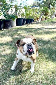 Rescue English Bulldog Dogs for Adoption in Lockhart, Texas - Wilhelmina, The Perfect Female Bulldog | PetCurious