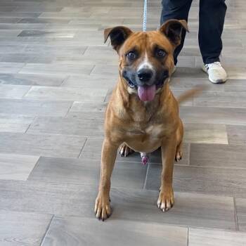 Rudy -  Boxer Dog for Adoption in Nevada, Missouri - Rudy | PetCurious