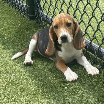 EHG6 3760 -  Beagle Dog for Adoption in Loxahatchee Groves, Florida - EHG6 3760 | PetCurious