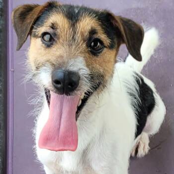 Sonic, Playful Puppy Boy -  Jack Russell Terrier Dog for Adoption in Meriden, Connecticut - Sonic, Playful Puppy Boy | PetCurious