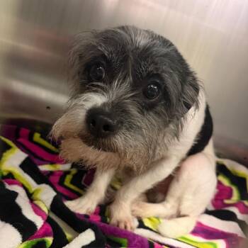 Mixed Breed Dogs Available for Adoption in Philadelphia, Pennsylvania - Jack | PetCurious