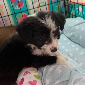 Oreo -  Australian Shepherd and Collie Dog for Adoption in Montgomery, Texas - Oreo | PetCurious