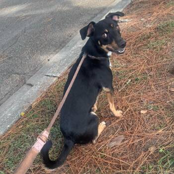 Rescue Mixed Breed Dogs for Adoption in Myrtle Beach, South Carolina - Chappy | PetCurious