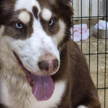 Bruno -  Australian Shepherd and Mixed Breed Dog for Adoption in Durant, Oklahoma - Bruno | PetCurious