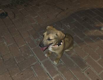 Pumba -  Hound and Mixed Breed Dog for Adoption in Severance, Colorado - Pumba | PetCurious