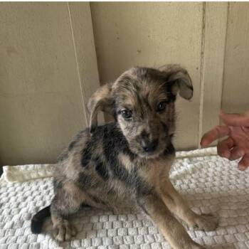 Galen -  Mixed Breed Dog Available for Adoption - Galen | PetCurious