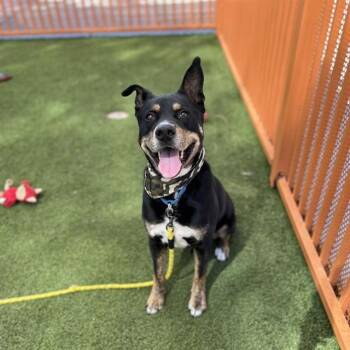 Labrador Retriever and Mixed Breed Dogs Available for Adoption - BRODIE | PetCurious