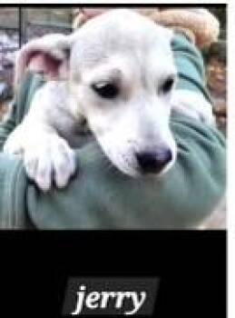 Rescue Hound Dogs for Adoption in Hot Springs, Arkansas - 5 Hound Mixes | PetCurious
