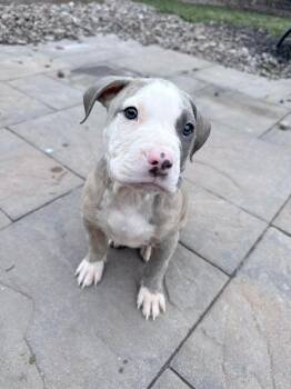 Pit Bull Terrier Dogs Available for Adoption in Clay, New York - Moose  | PetCurious