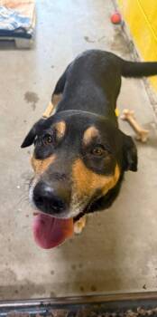 Mixed Breed Dogs Available for Adoption in Murray, Kentucky - Drake | PetCurious